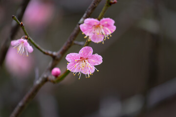 梅の花