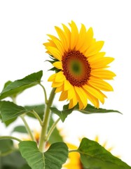 A single sunflower blooms vibrantly against a stark white background, summer, summer flower