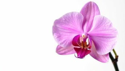 Delicate pink orchid blossom, isolated White background , floral, macro