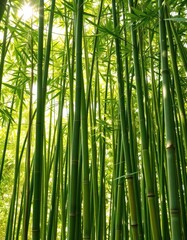 Lush green bamboo stalks, sunlight filtering through leaves, eco, wallpaper, jungle