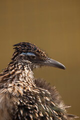 Wegekuckuck - roadrunner