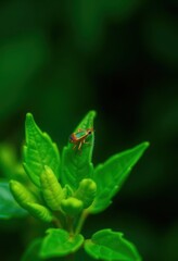 Tiny leafhopper perched on vibrant green foliage, ample negative space, leaf, close-up, photography