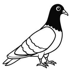 Pigeon isolated on white background