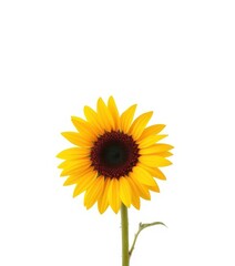 Fototapeta premium A vibrant, single sunflower isolated against a pure white backdrop, sunflower, photography, helianthus