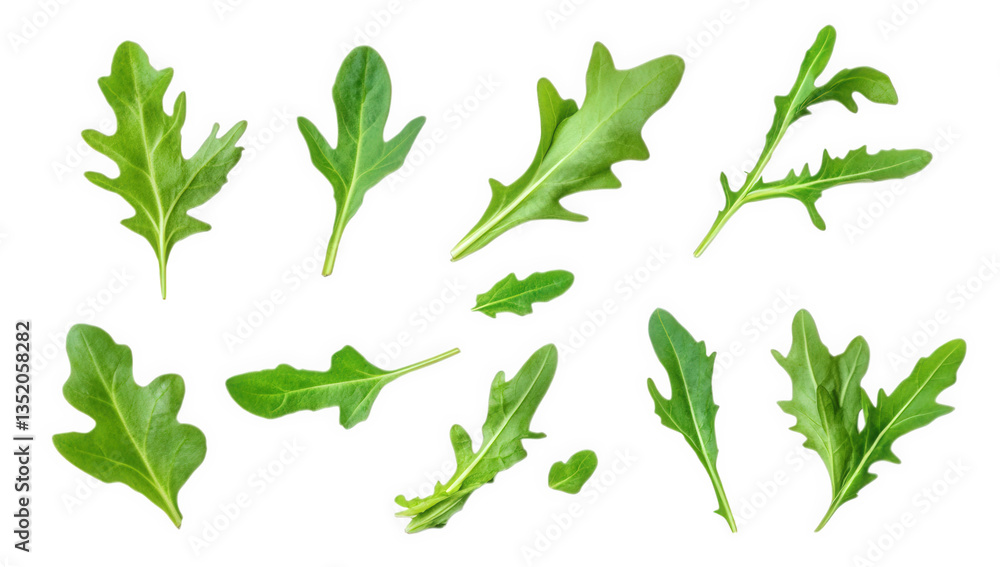 Poster various arugula leaves displayed on a white background showcasing their different shapes and sizes i