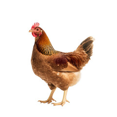 Fototapeta premium a brown hen stands upright against a plain white background showcasing its feathers and distinct features emphasizing its role in agriculture and food production