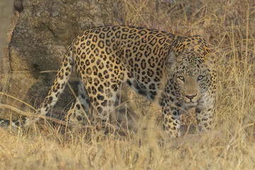 Leopard, (Panthera pardus) male in Ranthambhore National Park, Rajasthan, India.