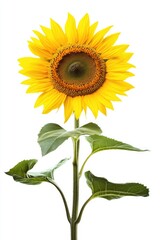 Fototapeta premium Vibrant sunflower against white background