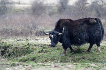 Yak in the field