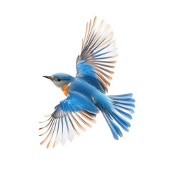 a vibrant bluebird in mid-flight showcasing its striking blue feathers and graceful wings against a white background. beauty and elegance of nature