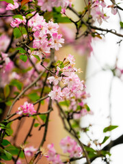 Weeping crabapple in bloom in spring