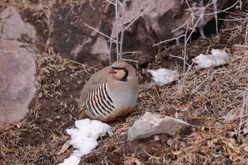 chukar partridge (Alectoris chukar)