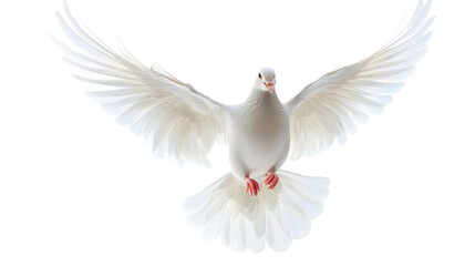 Fototapeta premium A White Dove in Flight