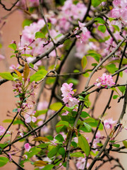 Weeping crabapple in bloom in spring