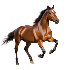 Naklejka premium brown horse in mid-gallop showcasing its muscular build and flowing mane against a plain white background the horse embodies strength and agility highlighting its grace and beauty in motion