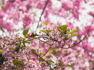 Weeping crabapple in bloom in spring