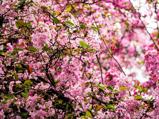 Weeping crabapple in bloom in spring