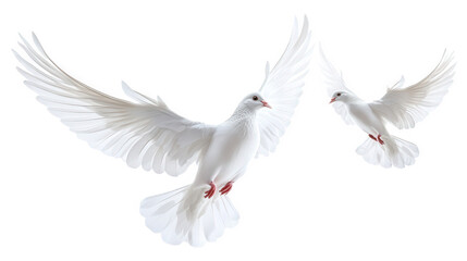Two White Pigeons in Flight