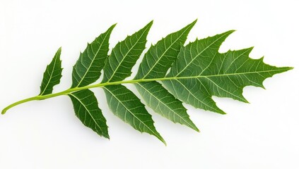 Obraz premium Close-up of a vibrant green leaf stem. A single, healthy, fresh leaf, displaying a serrated edge and intricate leaf venation. 