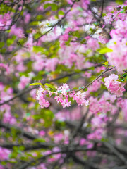 Weeping crabapple in bloom in spring