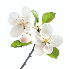 Naklejka premium Blooming Apple Blossom Branch with Delicate White Flowers and Green Leaves