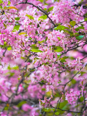 Weeping crabapple in bloom in spring