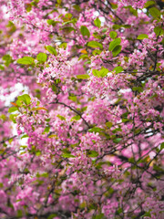Weeping crabapple in bloom in spring