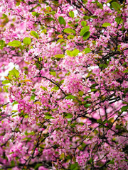 Weeping crabapple in bloom in spring
