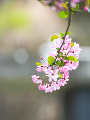 Weeping crabapple in bloom in spring