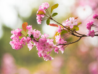 Weeping crabapple in bloom in spring