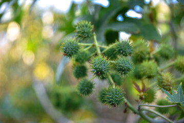 Castor oil plant detail, Ornamental plant in the flowerbed, Ricinus communis (the castorbean or castor-oil-plant). Green castor oil plant tree, Castor Bean flower, castor oil plant.