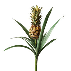 Obraz premium Pineapple plant vibrant green leaves tropical fruit botanical art