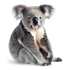 Naklejka premium A sturdy, well-proportioned koala with a thick grey coat and black nose sits in a realistic side-view portrait, full body on a white background, with large fluffy ears and a calm, gentle expression