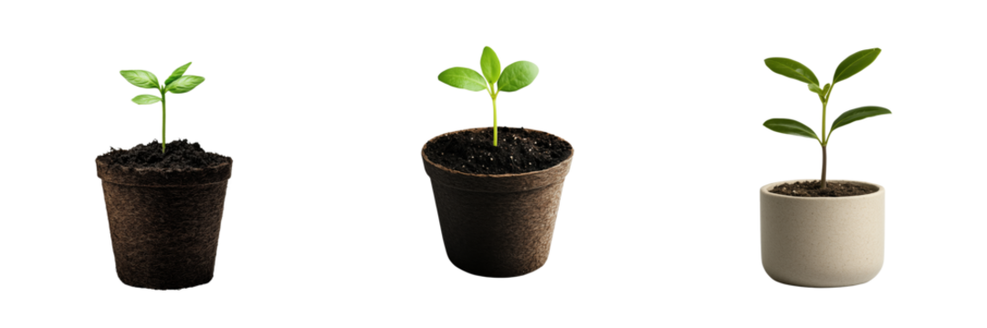 Close-up of indoor pots growing green plants on transparent background
