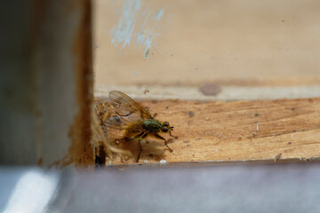 Scathophaga mellipes