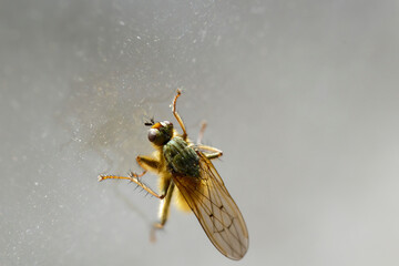 Scathophaga mellipes