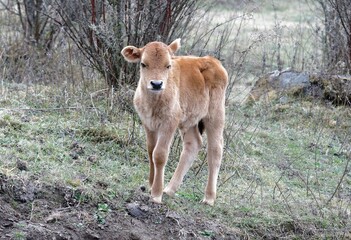 calf in the field