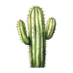 detailed illustration of a cactus with multiple arms showcasing its green color and spiky texture suitable for decorative or educational purposes