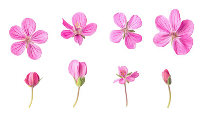 a variety of pink flowers arranged in a gradient highlighting their different stages from bloom to bud it emphasizes the beauty and diversity of floral forms