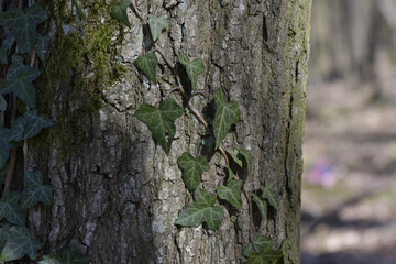 waldbestattung