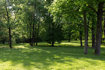 beautiful fresh grass in bright sunlight
