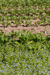 green sugar beet foliage in the field