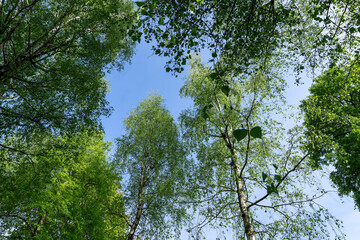 green new foliage of deciduous trees in sunny weather
