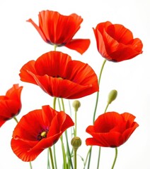 Obraz premium Vibrant red poppies, petals unfurled, against pure white backdrop, bright, poppy, stem