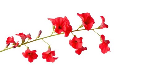 Vibrant red snapdragon stem, blossoms isolated on pure white background, red flower, summer