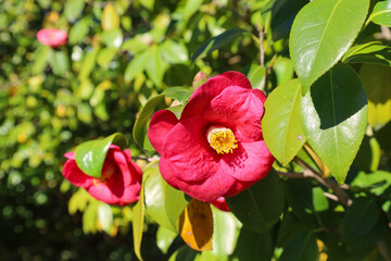 red, purple, pink, rose, flower, spring, blossom, bloom, flora, branch, garden, macro, blooming, petal, leaf, season, closeup, flowers, plant, nature, beauty, beautiful, flowering, blossoms, branches,
