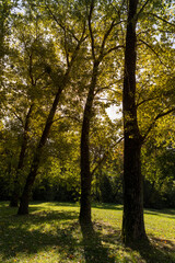 Fototapeta premium a park with lots of maple trees with green foliage in late summer