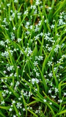 Obraz premium Delicate white spring snowflakes scattered across vibrant green grass, floral, meadow