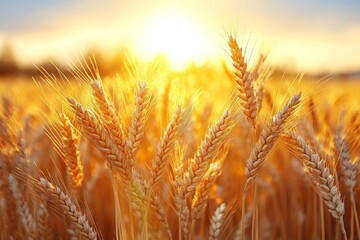 Golden wheat field illuminated by warm sunset glow. Concept of golden wheat field captures beauty, farming, serenity in nature's light.
