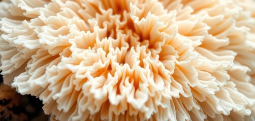 Intricate network of white oyster mushroom gills, close-up texture, culinary, gourmet, delicate
